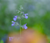 Nature Image