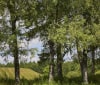 Nature Image