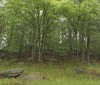 Nature Image