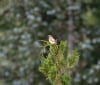Nature Image