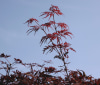 Nature Image