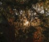 Nature Image