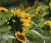 Nature Image