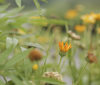 Nature Image