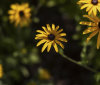Nature Image