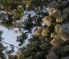Nature Image