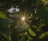 Nature Image