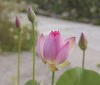Nature Image