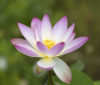 Nature Image