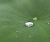 Nature Image
