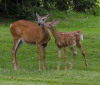 Nature Image