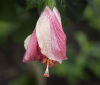 Nature Image