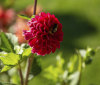 Nature Image