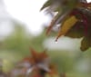 Nature Image