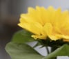 Nature Image