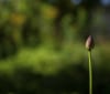 Nature Image