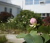 Nature Image