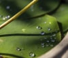 Nature Image