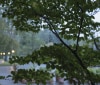 Nature Image