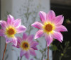 Nature Image