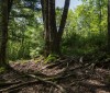 Nature Image