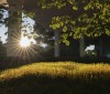 Nature Image