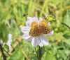 Nature Image