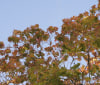 Nature Image