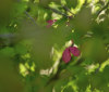 Nature Image