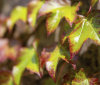 Nature Image