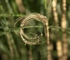 Nature Image