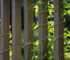 Nature Image