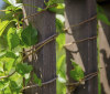 Nature Image