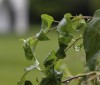 Nature Image