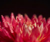 Nature Image