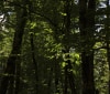 Nature Image