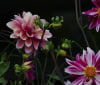 Nature Image