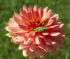 Nature Image