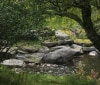 Nature Image