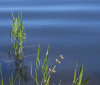Nature Image