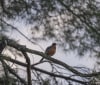 Nature Image