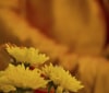 Nature Image