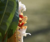 Nature Image