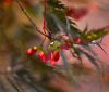 Nature Image