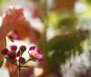 Nature Image