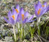 Nature Image