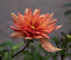 Nature Image