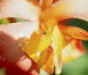 Nature Image