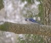 Nature Image