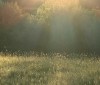 Nature Image